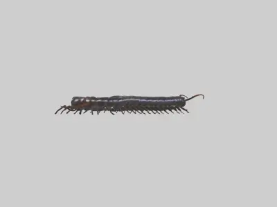 Giant African Millipede Low-poly 3D model