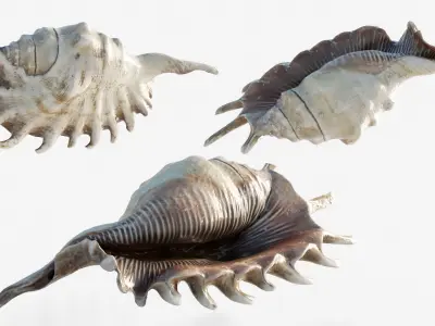 Scanned seashell Low-poly 3D model