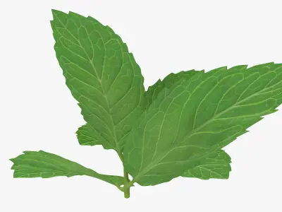  Fresh Mint Leaves 