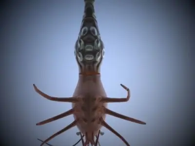 Shrimp 3D model buy