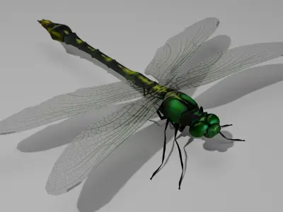 Foring dragonfly Low-poly 3D model