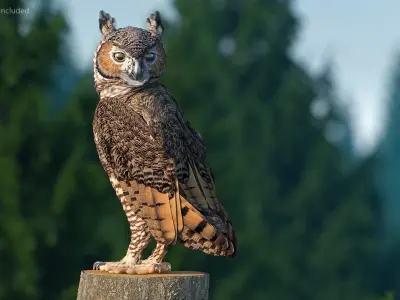 Great Horned Owl Rigged for Maya 3D model