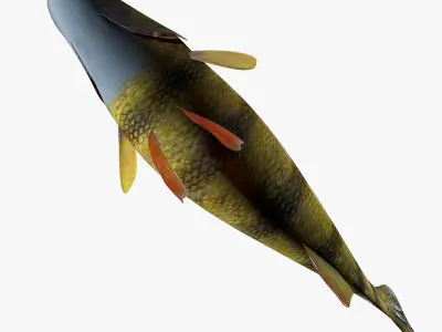 Perch Fish 3D model order