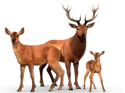 Red Deer Family 3D model