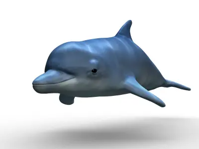 Dolphin 3D model shop