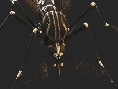  Aedes Aegypti - Mosquito 