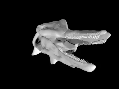 Dolphin skull Low-poly 3D model