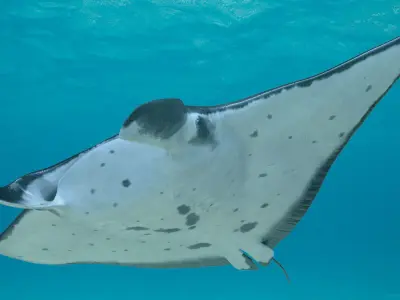 Manta Ray Rigged for Maya 3D model