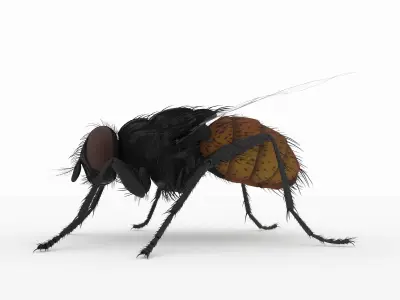 fly 3d models 3D model