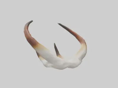 Gazelle Antlers Model 3D model