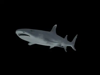Reef Shark Low-poly 3D model