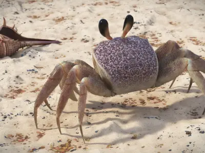  Coastal Burrowing Crab Looking Pose Pink Beige Fur 