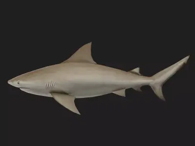 Shark Low-poly 3D model 25