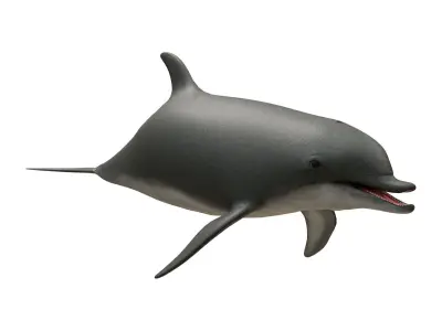 dolphin Low-poly 3D model 4