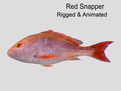 Red Snapper Low-poly 3D model purchase