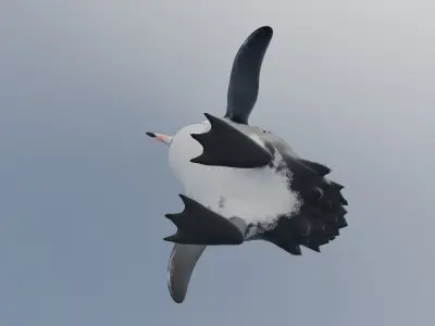 penguin 3D model 2