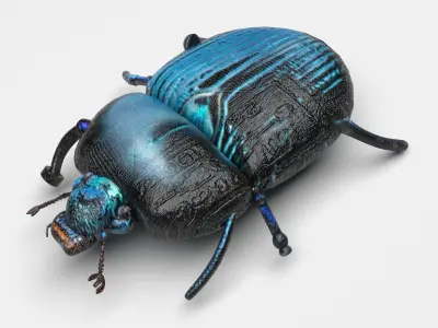 Beetle 3D model purchase