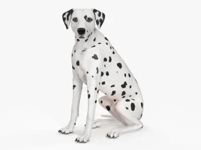 Dalmatian Dog Sitting Pose 3D model