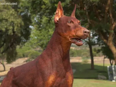 Doberman Dog Brown 3D model