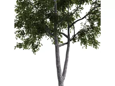 Generic Tree 17 Free 3D model