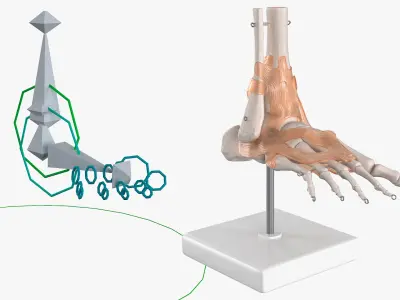  Anatomical Foot Structure with Muscle and Bone System Rigged 