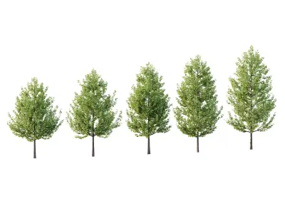 Maidenhair Ginkgo Biloba Tree 02 3D model