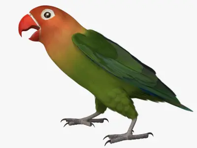 Agapornis Fischeri "Fischer's Lovebird" 3D model