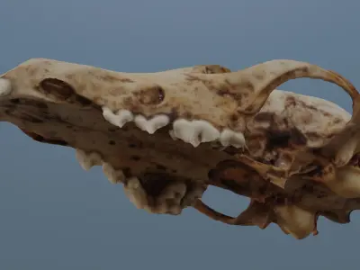 Fox Skull 3D model
