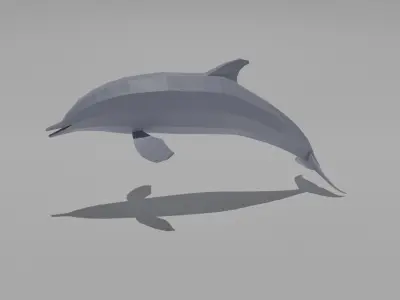 Dolphin Low-poly 3D model buy