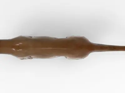 Cougar  - Rigged Low-poly 3D model
