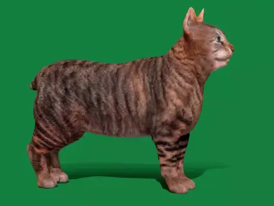 Manx Cat Free low-poly 3D model