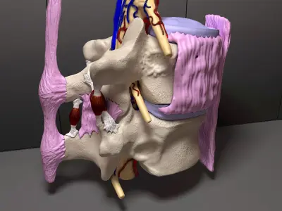 Part of the Human Spine 3D model purchase