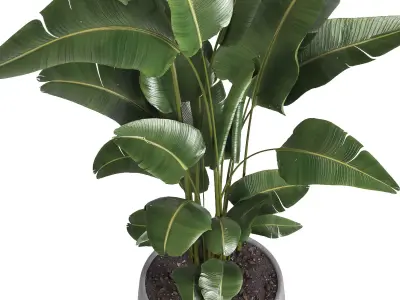 indoor plant 057 3D model