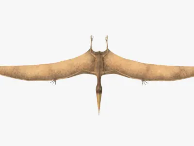 4K Realistic Pteranodon Low-poly 3D model
