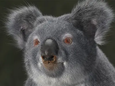Koala 3D model order