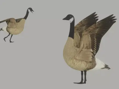 Goose 3D model purchase