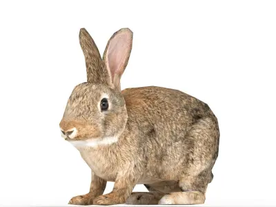 Rigged Rabbit Low-poly 3D model