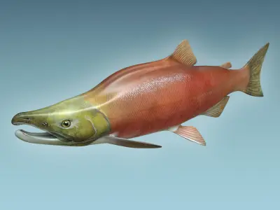 Salmon Fish 3D model 2