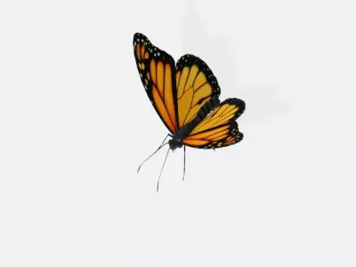 butterfly 3D model 9