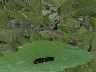 Photo-real caterpillar blend file Free 3D model