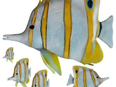 Butterfly fish Low-poly 3D model buy