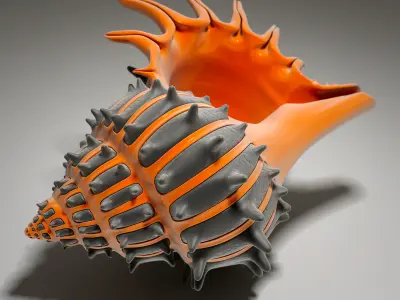 Shell orange and sea 3D model