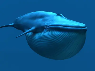 Blue Whale 3D model order