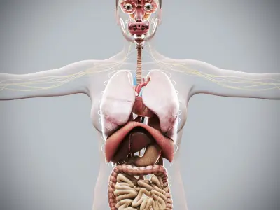 Human Female Internal Organs Anatomy 3D model