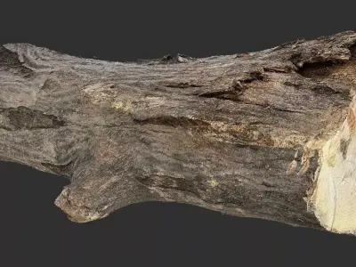 Sawn tree trunk wood 3d scan highpoly 3D model