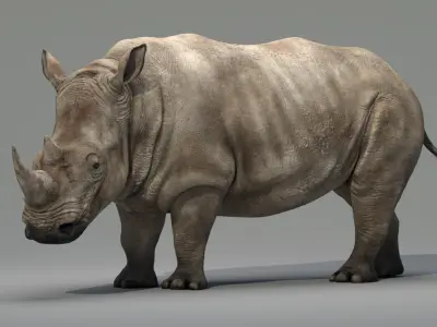 Rhino Rigged  purchase 3D model