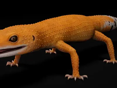  4K Leopard Gecko Orange 