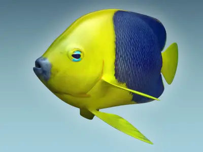Anglefish 4 angelfish 3D model
