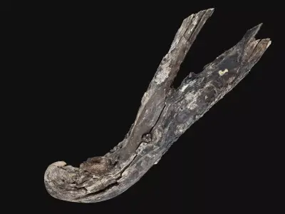 Tree trunk wood 3d scan highpoly 3D model