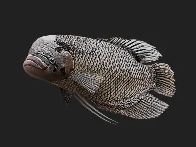 Greygiantgourami Low-poly 3D model